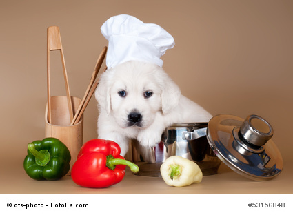 Dog chef