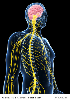 male nervous system