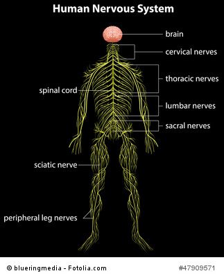 human nervous system
